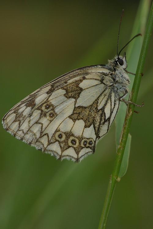 Melanargia galathea.