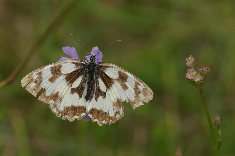 Melanargia galathea.