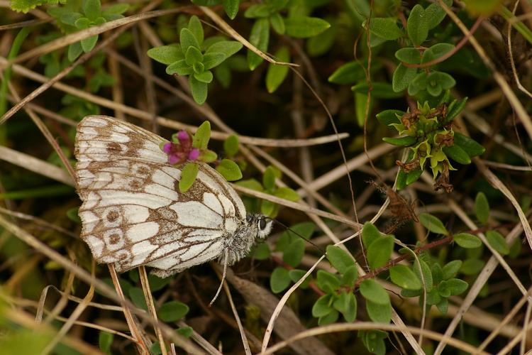 Melanargia galathea.