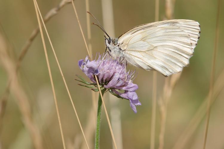 Melanargia galathea.