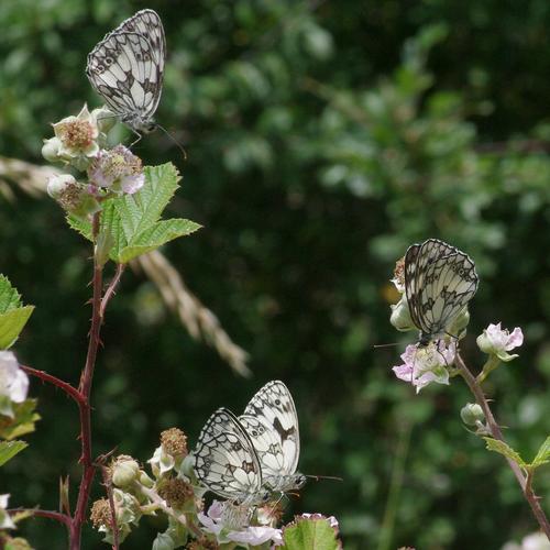 Melanargia galathea.