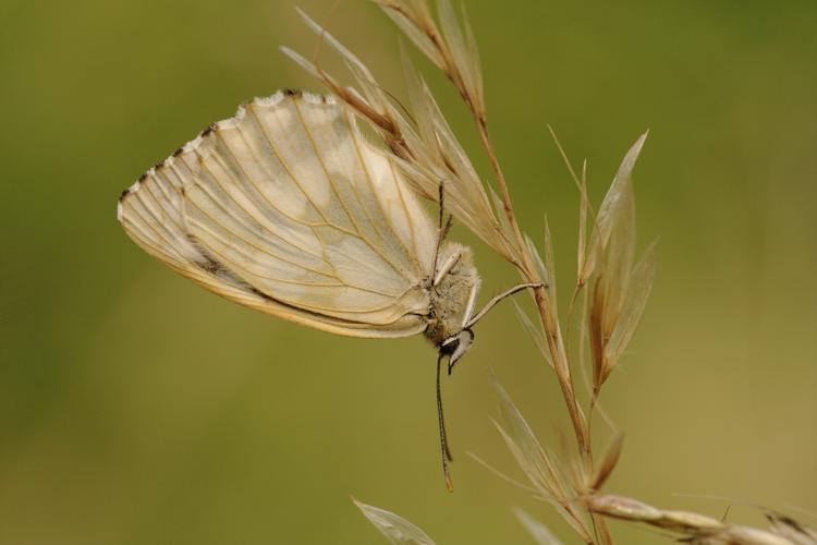 Melanargia galathea.