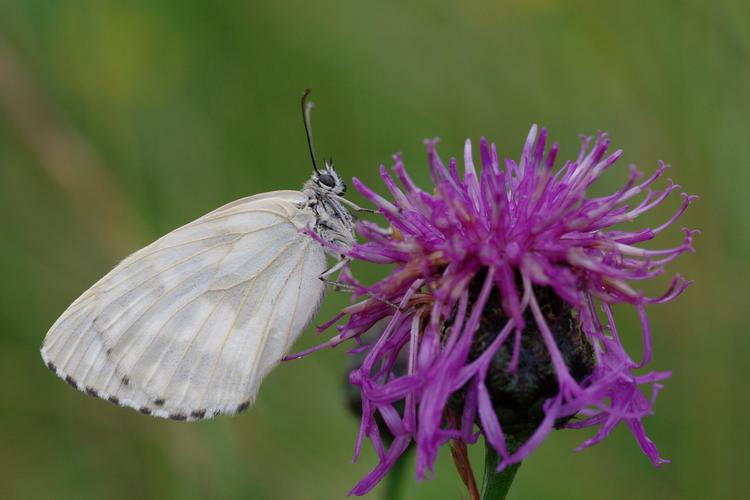 Melanargia galathea.