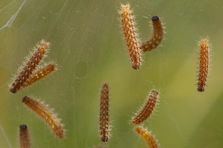 Melitaea parthenoides.