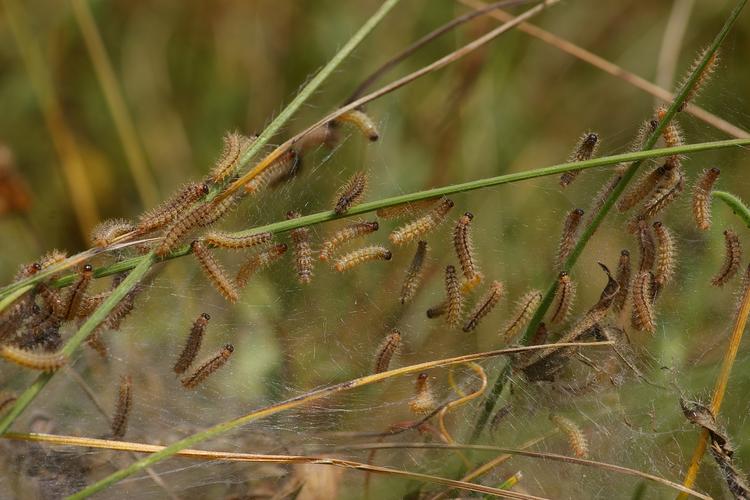 Melitaea parthenoides.