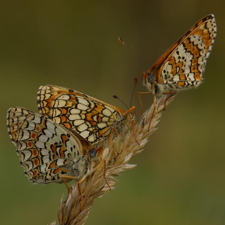 Melitaea phoebe.