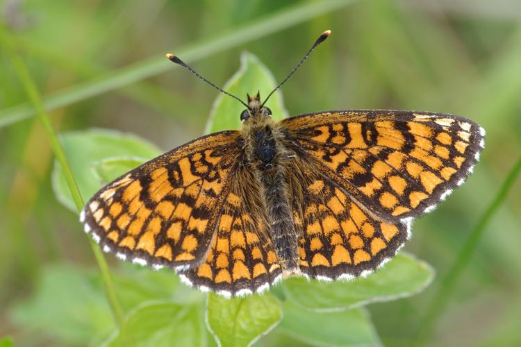 Melitaea athalia.