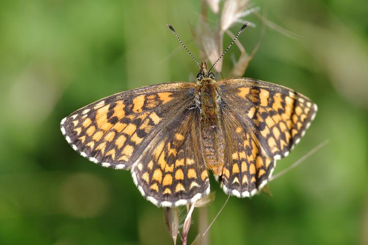 Melitaea athalia.