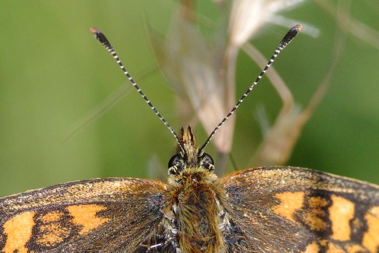 Melitaea athalia.