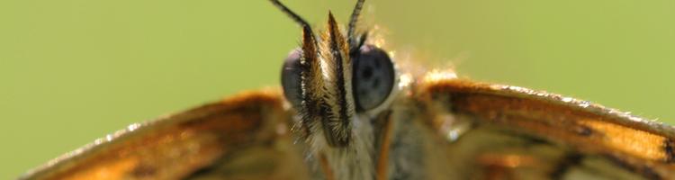 Melitaea athalia.