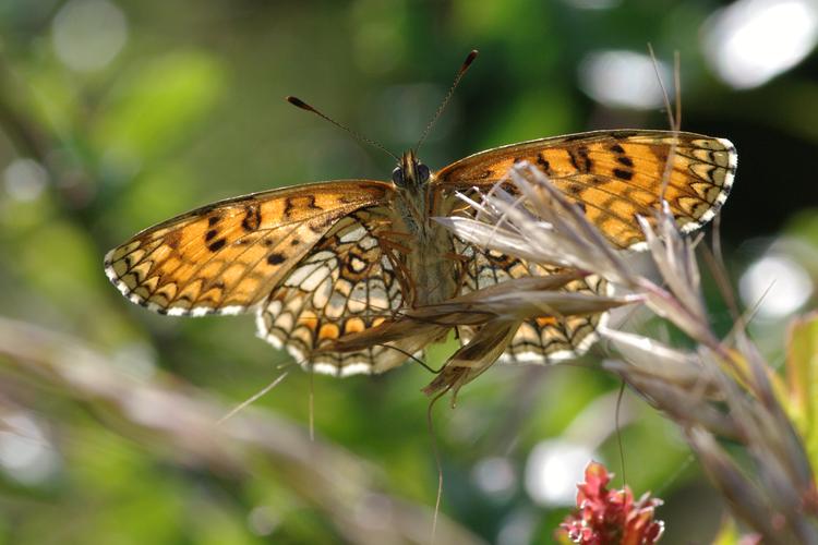 Melitaea athalia.