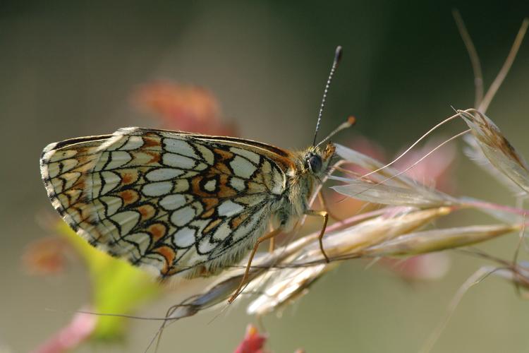 Melitaea athalia.