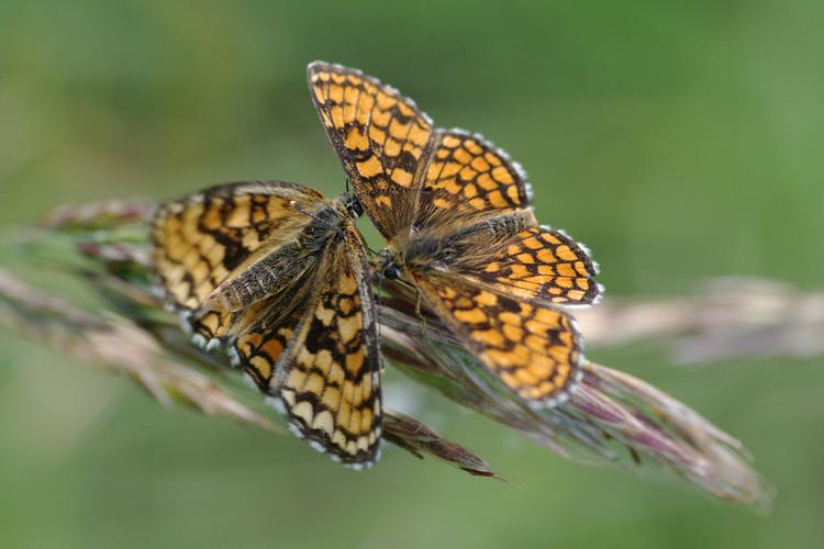 Melitaea athalia.