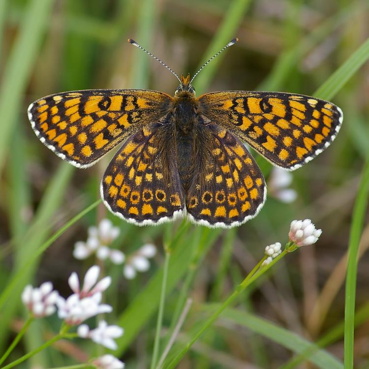 Melitaea cinxia.