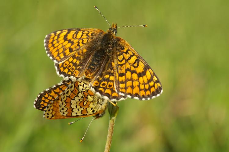 Melitaea cinxia.