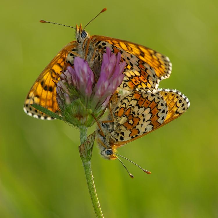 Melitaea cinxia.