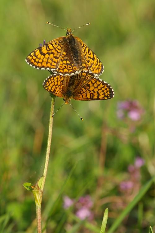 Melitaea cinxia.