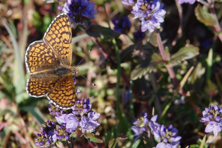 Melitaea cinxia.