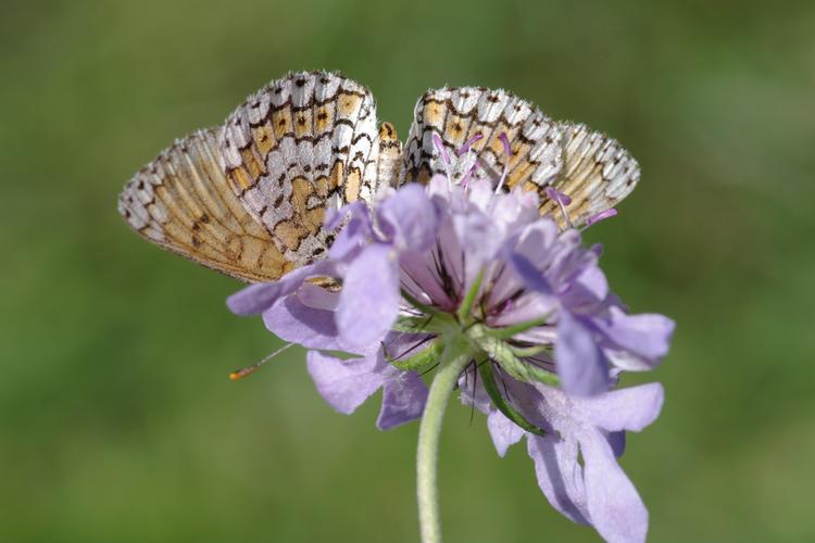 Melitaea cinxia.