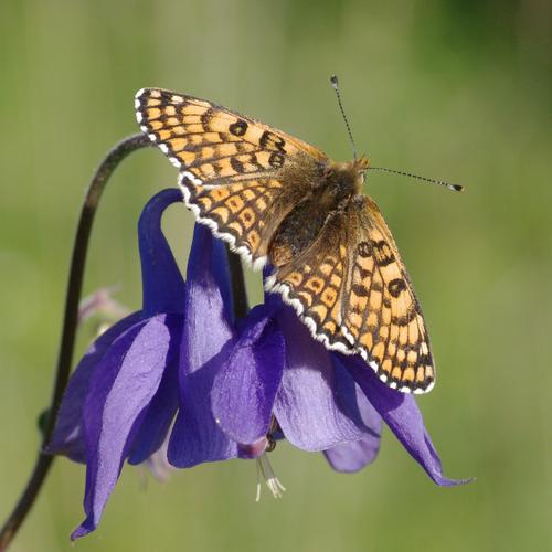 Melitaea cinxia.