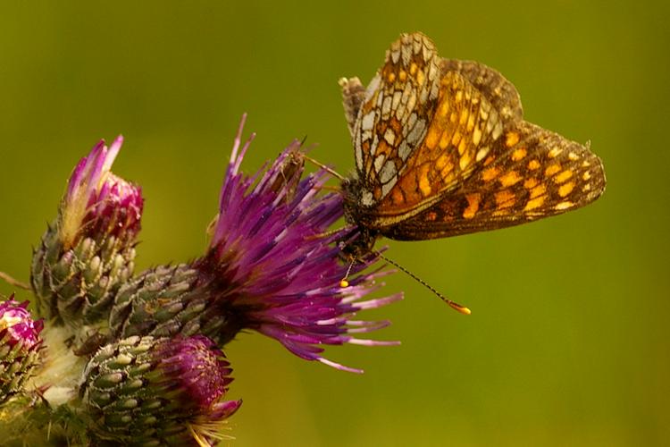 Melitaea diamina.