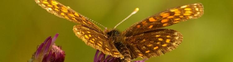 Melitaea diamina.