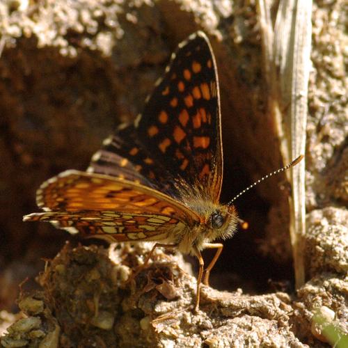 Melitaea diamina.