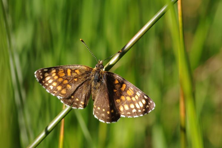 Melitaea diamina.