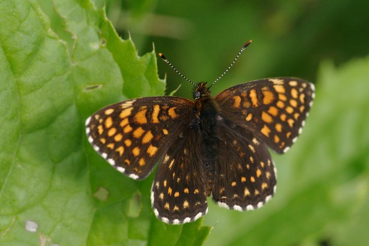 Melitaea diamina.