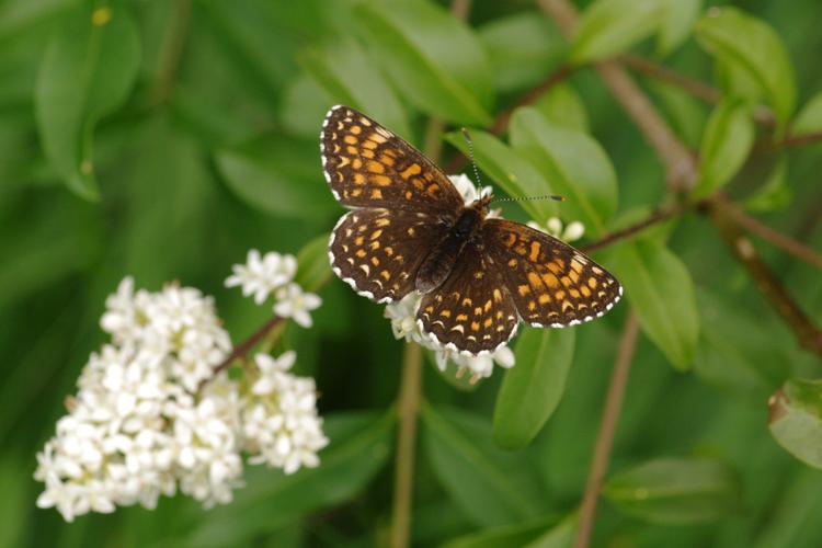 Melitaea diamina.