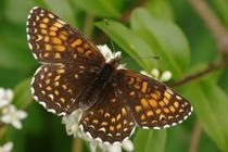 Melitaea diamina.