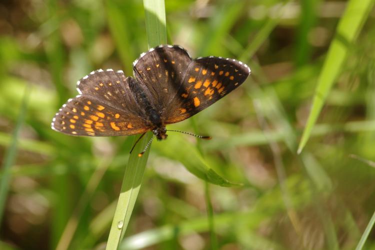 Melitaea diamina.