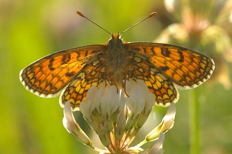 Melitaea parthenoides.