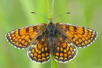 Melitaea parthenoides.