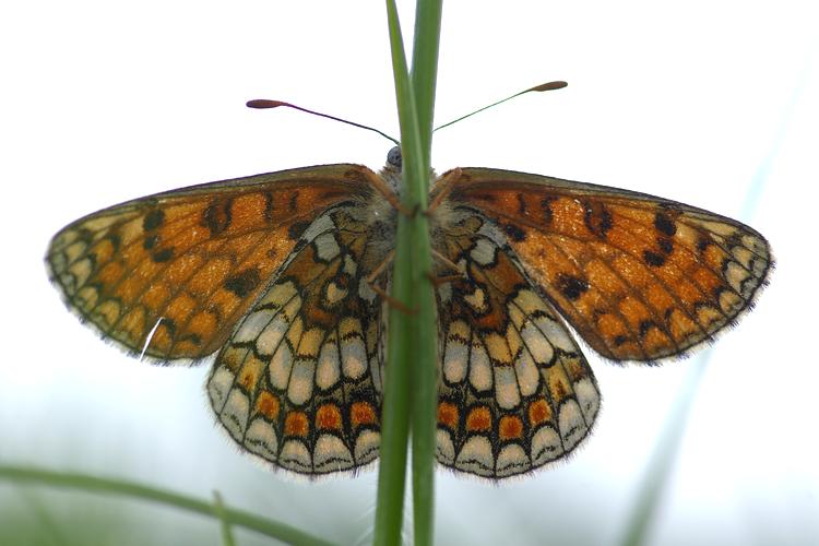 Melitaea parthenoides.