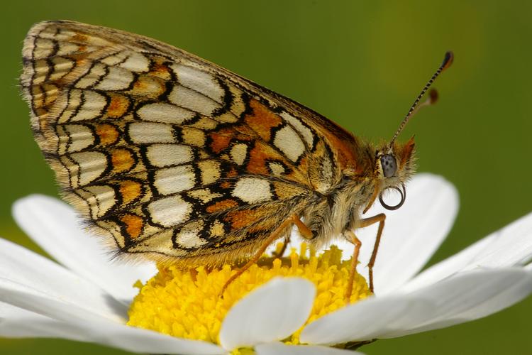 Melitaea parthenoides.