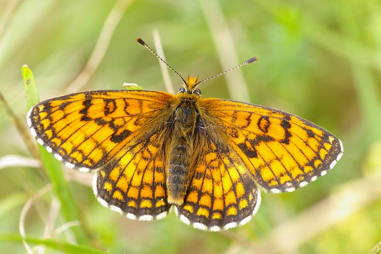 Melitaea parthenoides.