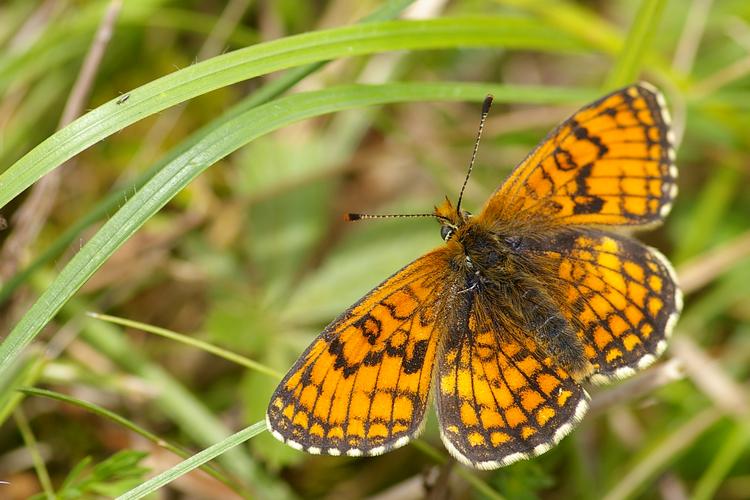 Melitaea parthenoides.