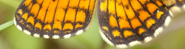 Melitaea parthenoides.