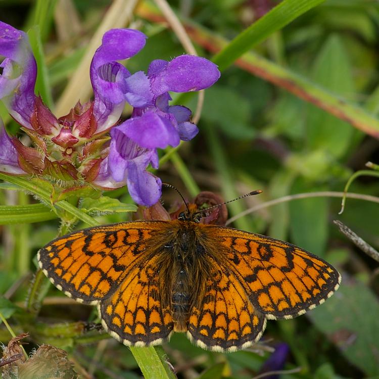 Melitaea parthenoides.