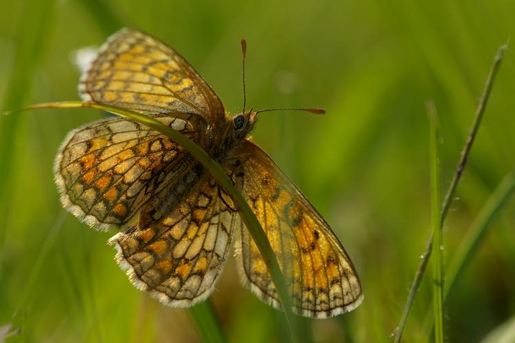 Melitaea parthenoides.