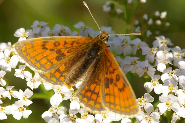 Melitaea parthenoides.