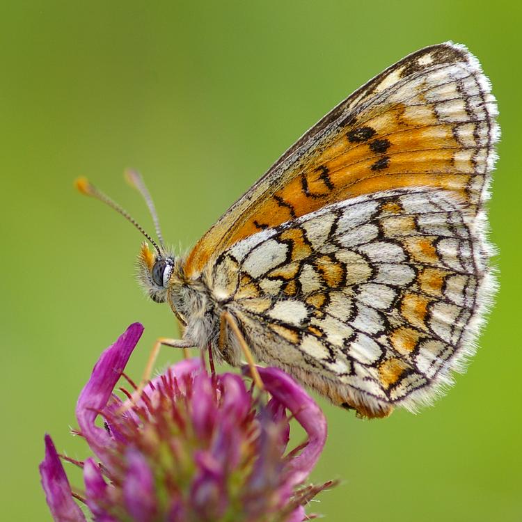 Melitaea parthenoides.