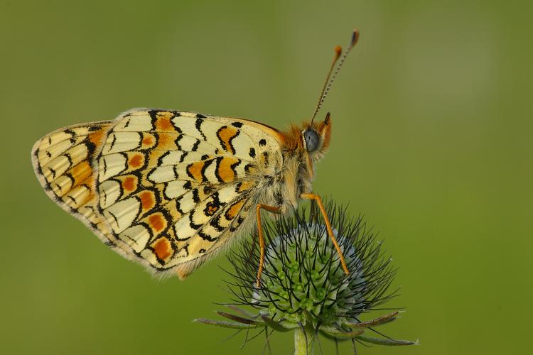 Melitaea phoebe.