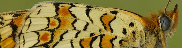 Melitaea phoebe.