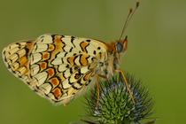 Melitaea phoebe