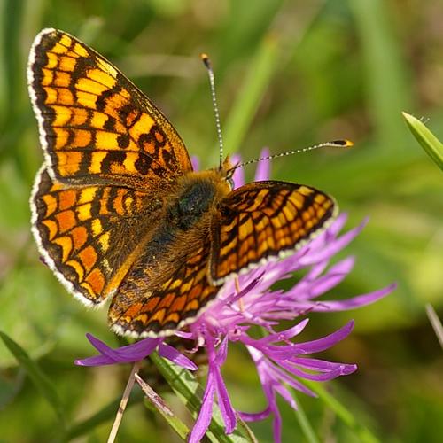 Melitaea phoebe.