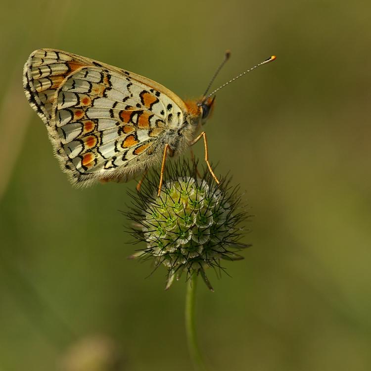 Melitaea phoebe.