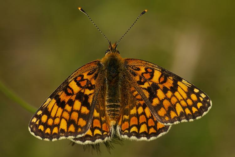 Melitaea phoebe.