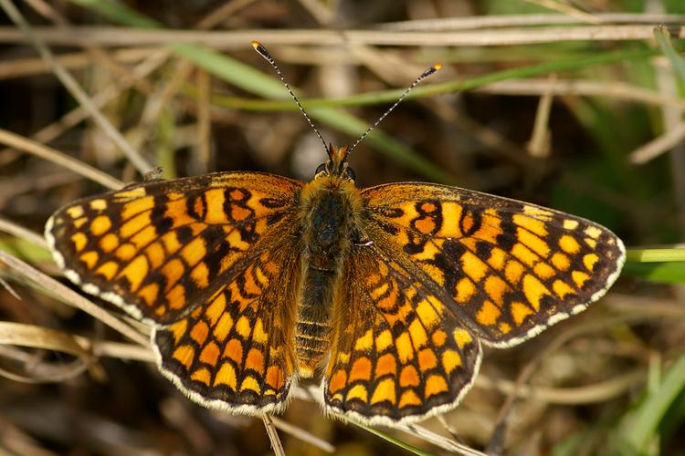 Melitaea phoebe.